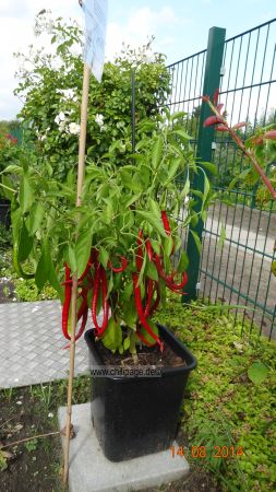 Joe´s Long Cayenne